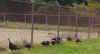 wildturkeys.jpg (322110 bytes)